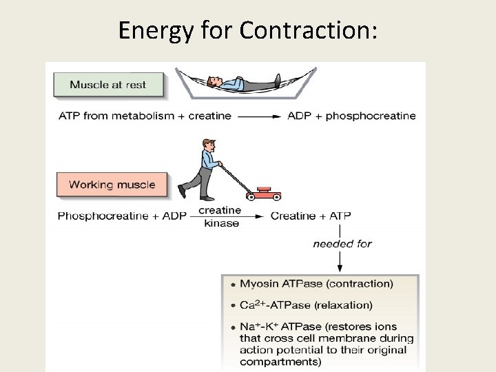 Energy for Contraction: Figure 12 -13: Phosphocreatine 