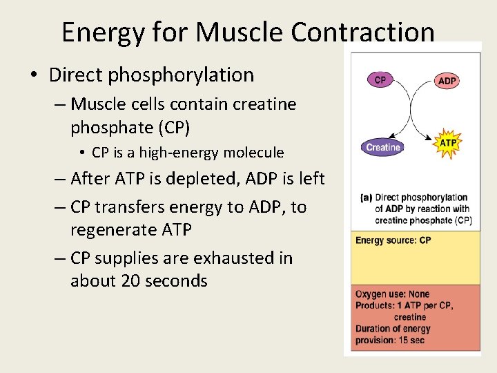 Energy for Muscle Contraction • Direct phosphorylation – Muscle cells contain creatine phosphate (CP)