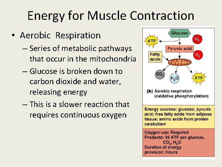 Energy for Muscle Contraction • Aerobic Respiration – Series of metabolic pathways that occur