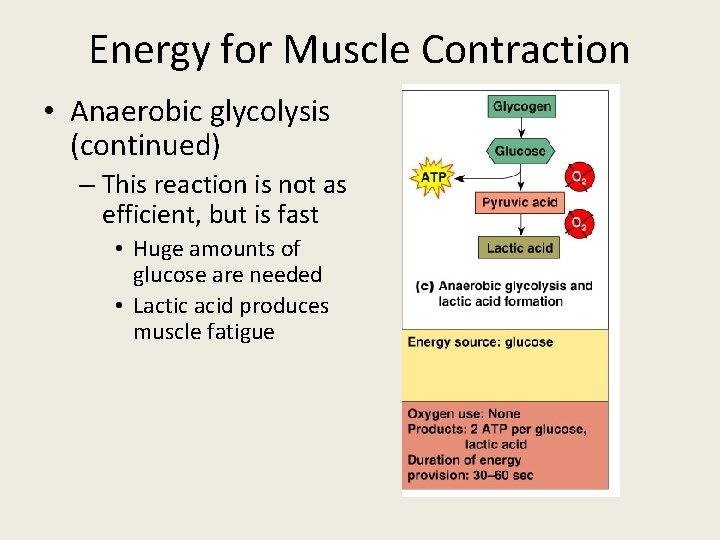 Energy for Muscle Contraction • Anaerobic glycolysis (continued) – This reaction is not as