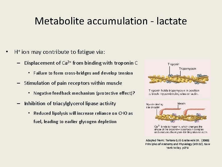 Metabolite accumulation - lactate • H+ ion may contribute to fatigue via: – Displacement