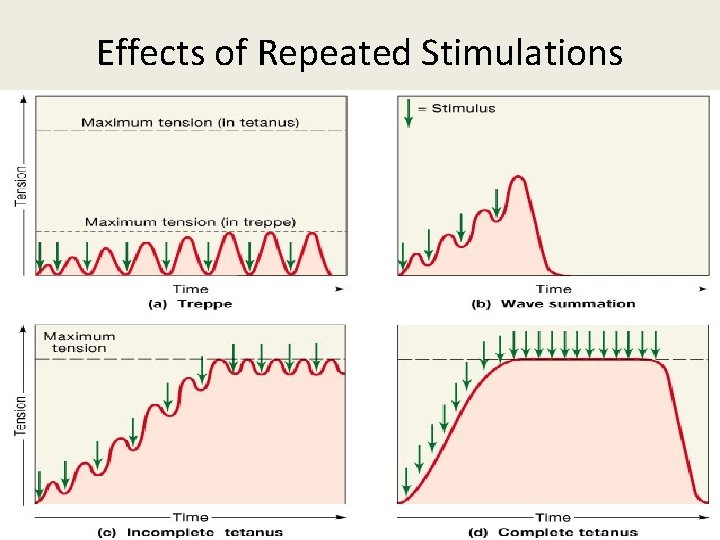 Properties of skeletal muscle Electrical properties RMP90 mv