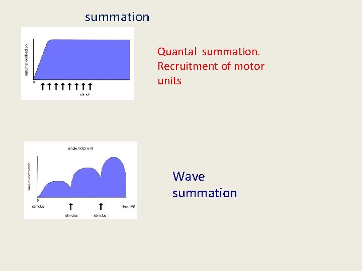 summation Quantal summation. Recruitment of motor units Wave summation 