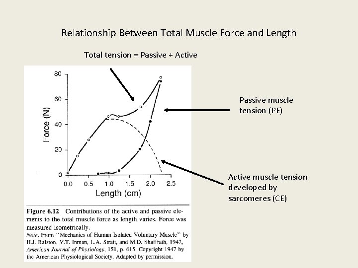 Relationship Between Total Muscle Force and Length Total tension = Passive + Active Passive