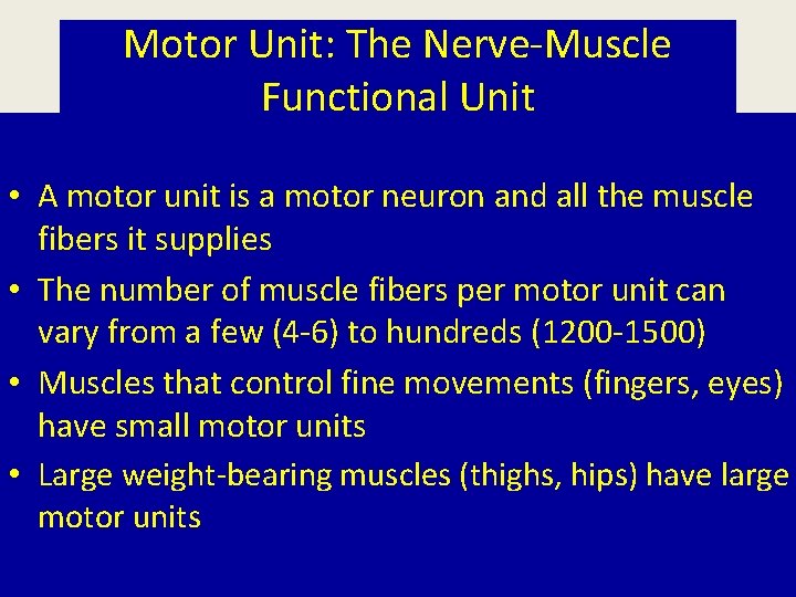 Motor Unit: The Nerve-Muscle Functional Unit • A motor unit is a motor neuron