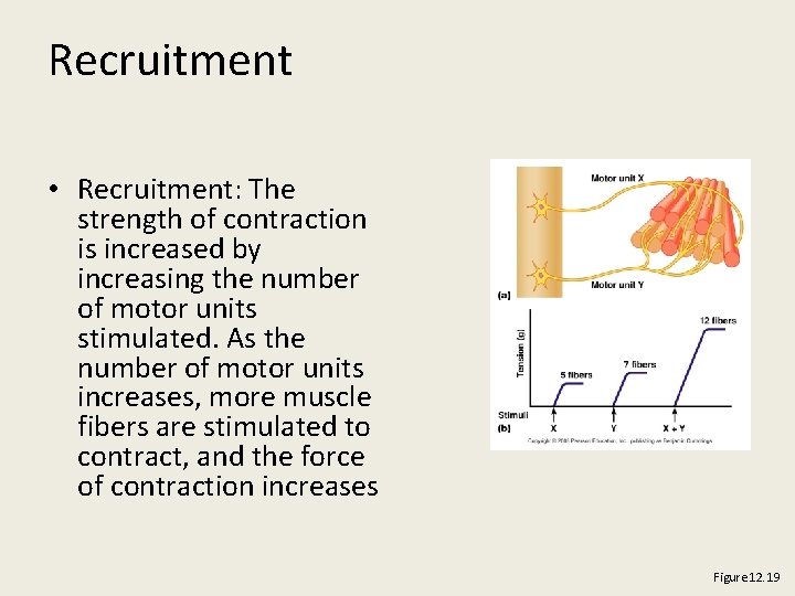 Recruitment • Recruitment: The strength of contraction is increased by increasing the number of
