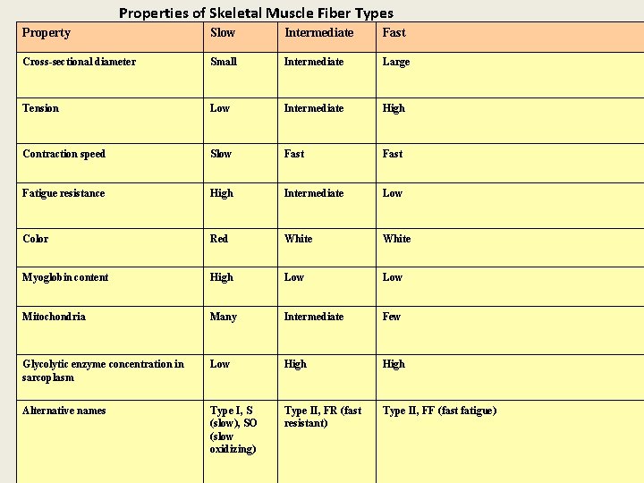 Properties of Skeletal Muscle Fiber Types Property Slow Intermediate Fast Cross-sectional diameter Small Intermediate