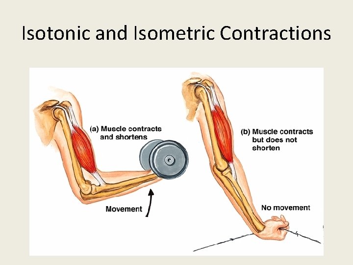 Isotonic and Isometric Contractions 