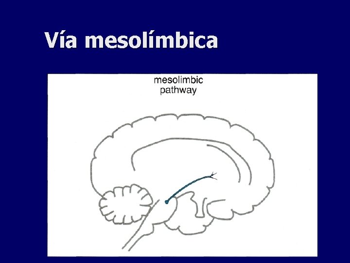 Vía mesolímbica 