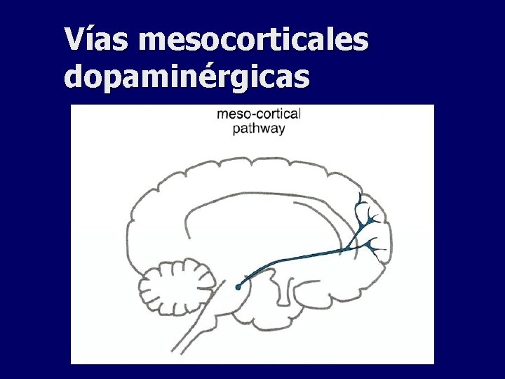 Vías mesocorticales dopaminérgicas 