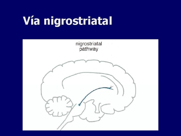 Vía nigrostriatal 
