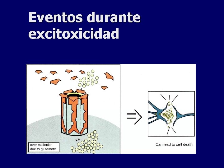 Eventos durante excitoxicidad 