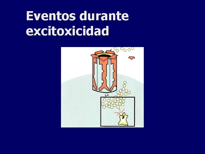 Eventos durante excitoxicidad 