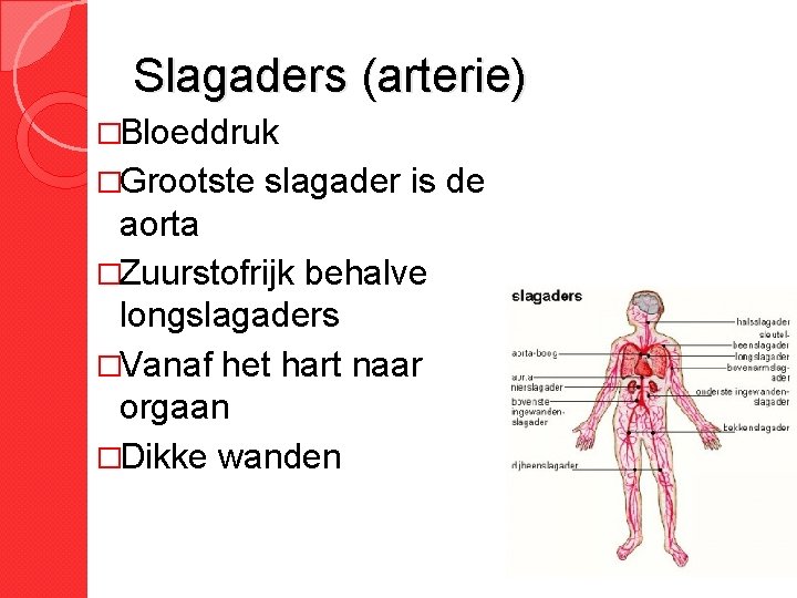 Slagaders (arterie) �Bloeddruk �Grootste slagader is de aorta �Zuurstofrijk behalve longslagaders �Vanaf het hart