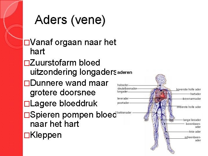 Aders (vene) �Vanaf orgaan naar het hart �Zuurstofarm bloed uitzondering longaders �Dunnere wand maar
