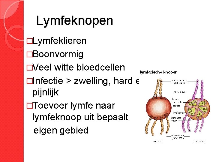 Lymfeknopen �Lymfeklieren �Boonvormig �Veel witte bloedcellen �Infectie > zwelling, hard en pijnlijk �Toevoer lymfe