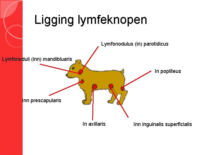 Ligging lymfeknopen Lymfonodulus (in) parotidicus Lymfonoduli (inn) mandibluaris In popliteus Inn prescapularis In axillaris