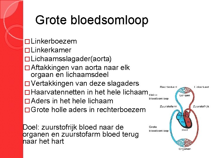 Grote bloedsomloop � Linkerboezem � Linkerkamer � Lichaamsslagader(aorta) � Aftakkingen van aorta naar elk