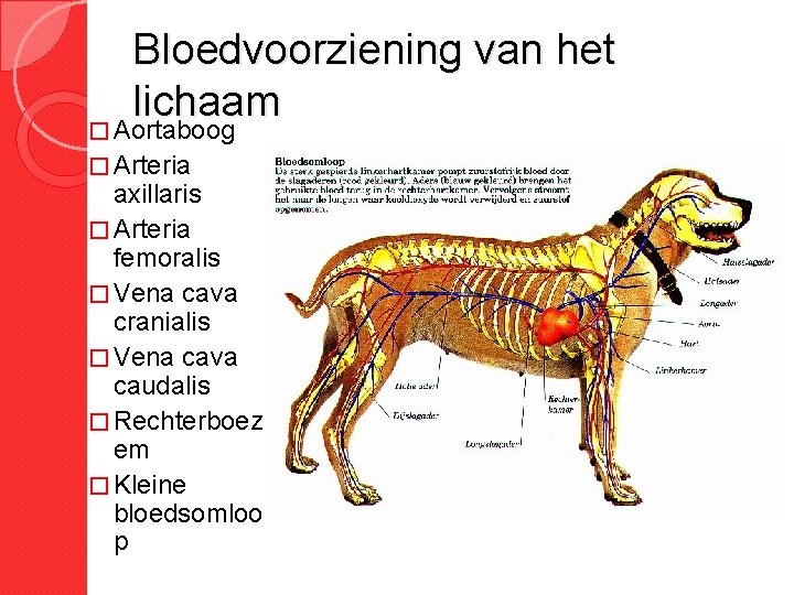 Bloedvoorziening van het lichaam � Aortaboog � Arteria axillaris � Arteria femoralis � Vena