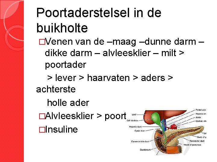 Poortaderstelsel in de buikholte �Venen van de –maag –dunne darm – dikke darm –