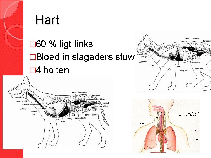 Hart � 60 % ligt links �Bloed in slagaders stuwen � 4 holten 