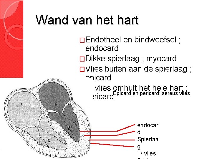 Wand van het hart �Endotheel en bindweefsel ; endocard �Dikke spierlaag ; myocard �Vlies