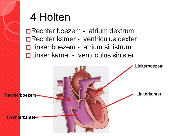 4 Holten �Rechter boezem - atrium dextrum �Rechter kamer - ventriculus dexter �Linker boezem