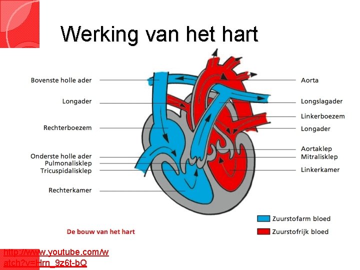 Werking van het hart http: //www. youtube. com/w atch? v=Hrn_9 z 6 t-b. Q