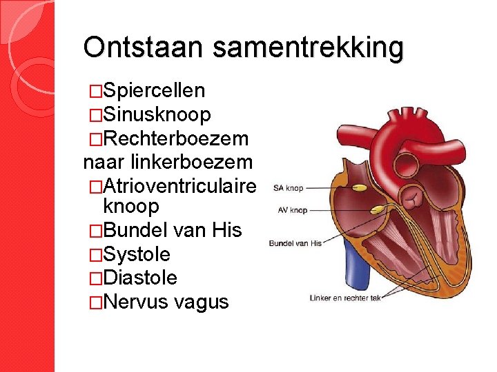 Ontstaan samentrekking �Spiercellen �Sinusknoop �Rechterboezem naar linkerboezem �Atrioventriculaire knoop �Bundel van His �Systole �Diastole Ontstaan samentrekking �Spiercellen �Sinusknoop �Rechterboezem naar linkerboezem �Atrioventriculaire knoop �Bundel van His �Systole �Diastole