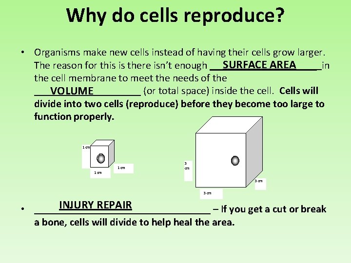 Why do cells reproduce? • Organisms make new cells instead of having their cells