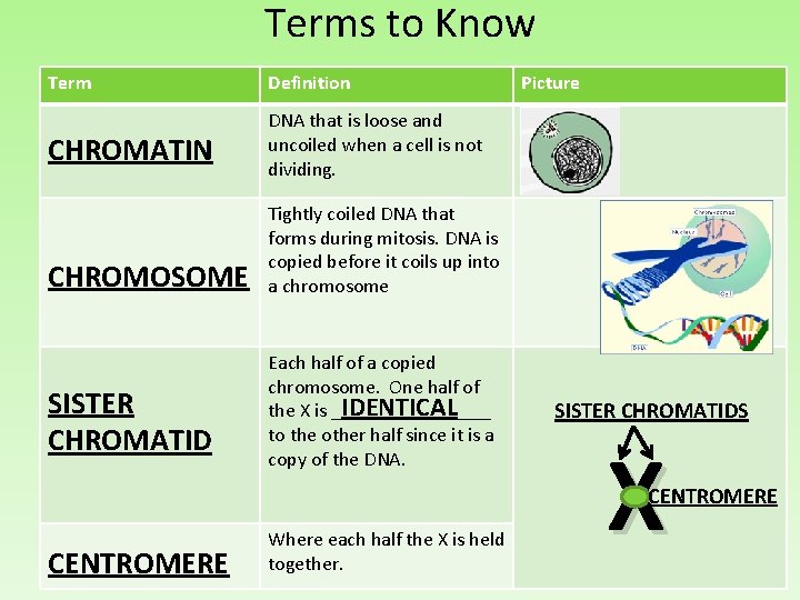 Terms to Know Term Definition CHROMATIN DNA that is loose and uncoiled when a
