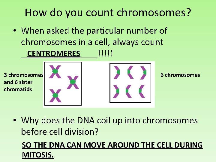 How do you count chromosomes? • When asked the particular number of chromosomes in