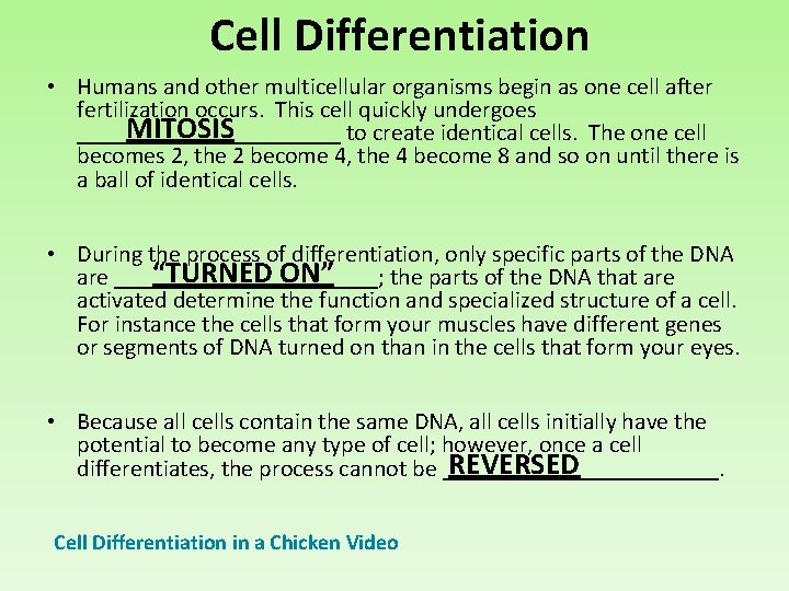  Cell Differentiation • Humans and other multicellular organisms begin as one cell after