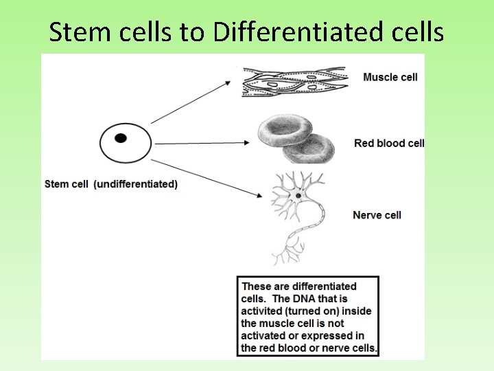 Stem cells to Differentiated cells 