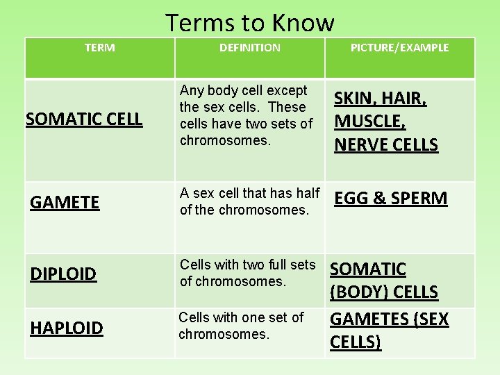 Terms to Know TERM DEFINITION PICTURE/EXAMPLE SOMATIC CELL Any body cell except the sex