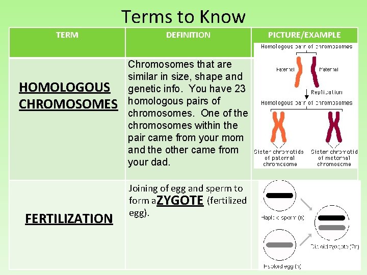 Terms to Know TERM HOMOLOGOUS CHROMOSOMES FERTILIZATION DEFINITION Chromosomes that are similar in size,