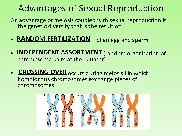 Advantages of Sexual Reproduction An advantage of meiosis coupled with sexual reproduction is the