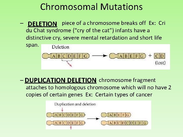 Chromosomal Mutations – piece of a chromosome breaks off Ex: Cri DELETION du Chat