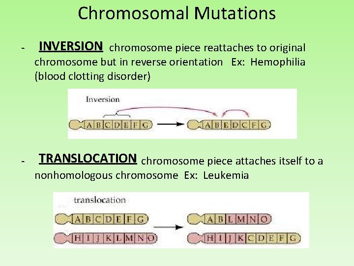 Chromosomal Mutations INVERSION - chromosome piece reattaches to original chromosome but in reverse orientation