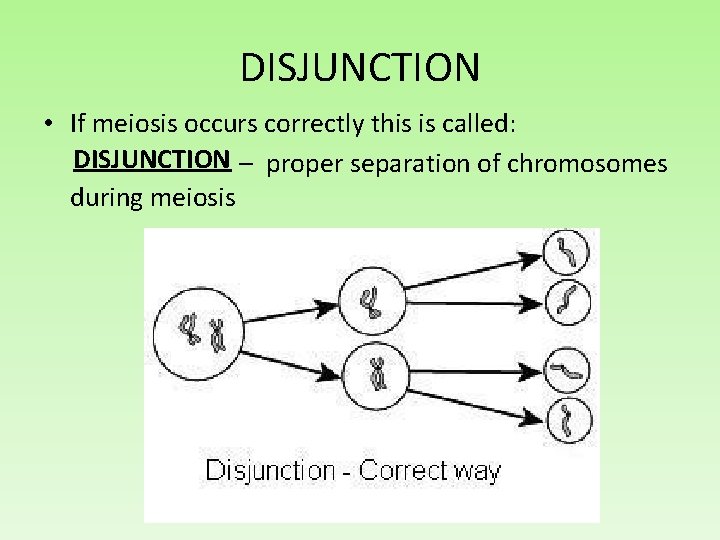 DISJUNCTION • If meiosis occurs correctly this is called: DISJUNCTION – proper separation of