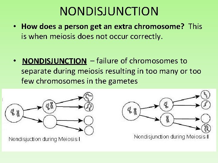 NONDISJUNCTION • How does a person get an extra chromosome? This is when meiosis