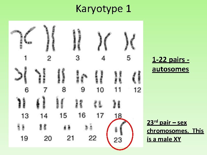 Karyotype 1 1 -22 pairs - autosomes 23 rd pair – sex chromosomes. This