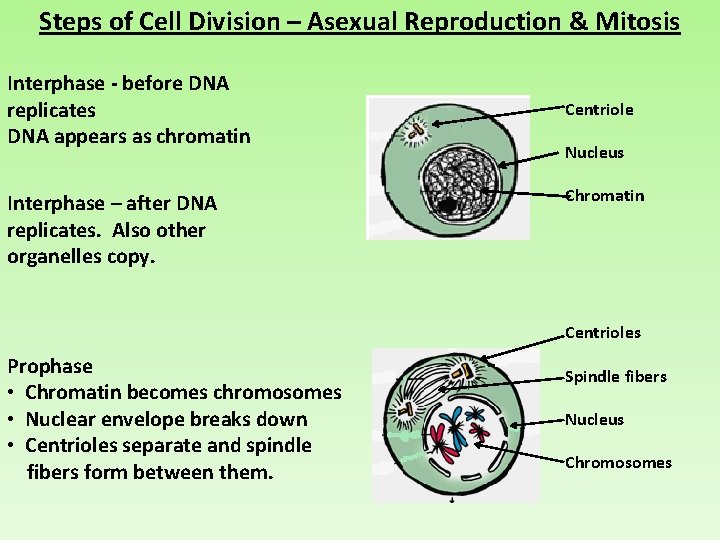 Steps of Cell Division – Asexual Reproduction & Mitosis Interphase - before DNA replicates