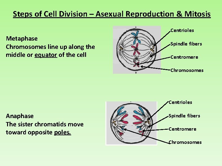 Steps of Cell Division – Asexual Reproduction & Mitosis Centrioles Metaphase Chromosomes line up
