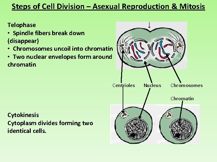 Steps of Cell Division – Asexual Reproduction & Mitosis Telophase • Spindle fibers break