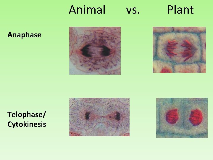 Animal vs. Plant Anaphase Telophase/ Cytokinesis 