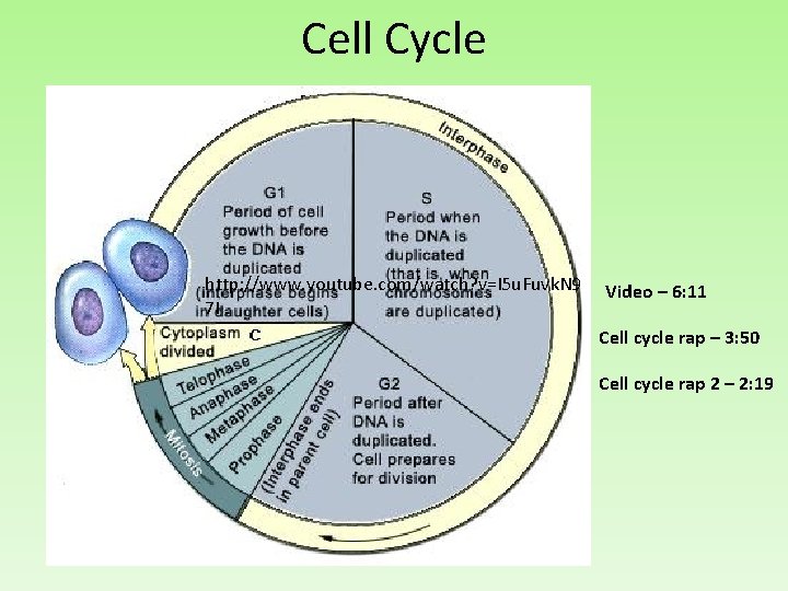 Cell Cycle http: //www. youtube. com/watch? v=I 5 u. Fuvk. N 9 7 I