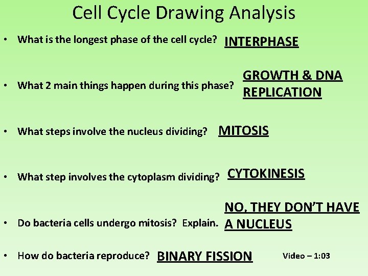 Cell Cycle Drawing Analysis • What is the longest phase of the cell cycle?
