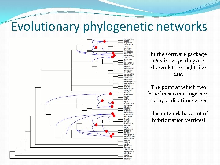 Evolutionary phylogenetic networks In the software package Dendroscope they are drawn left-to-right like this.