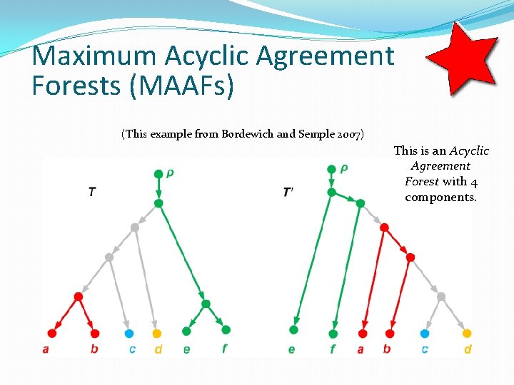 Maximum Acyclic Agreement Forests (MAAFs) (This example from Bordewich and Semple 2007) This is